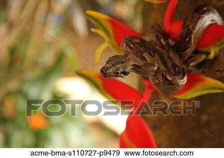 Costa Rica, Close up of Boa Constrictor wrapped on branch with red flower View Large Photo Image Stock Photo - Costa Rica, Close up of Boa Constrictor wrapped on branch with red flower. Fotosearch