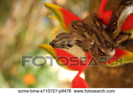 Costa Rica, Close up of Boa Constrictor wrapped on branch with red flower View Large Photo Image Stock Photograph - Costa Rica, Close up of Boa Constrictor wrapped on branch with red flower. Fotosearch