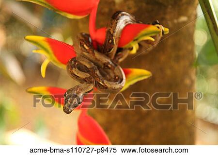 Stock Photography - Costa Rica, Close up of Boa Constrictor wrapped on branch with red flower. Fotosearch