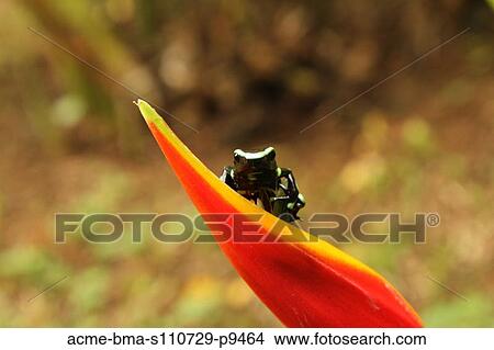 Costa Rica, Close up of Green And Black Poison Dart Frog (Dendrobates Auratus) sitting on red flower petal View Large Photo Image Picture - Costa Rica, Close up of Green And Black Poison Dart Frog (Dendrobates Auratus) sitting on red flower petal. Fotosearch