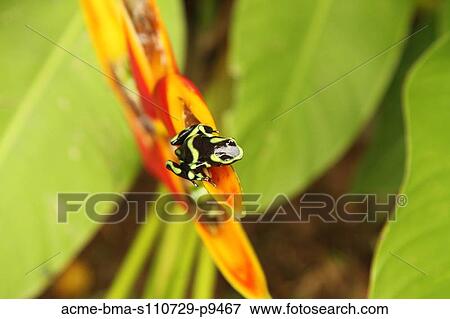 Costa Rica, Close up of Green And Black Poison Dart Frog (Dendrobates Auratus) sitting on red flower petal View Large Photo Image Stock Photo - Costa Rica, Close up of Green And Black Poison Dart Frog (Dendrobates Auratus) sitting on red flower petal. Fotosearch