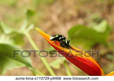 Costa Rica, Close up of Green And Black Poison Dart Frog (Dendrobates Auratus) sitting on red flower petal View Large Photo Image Stock Photo - Costa Rica, Close up of Green And Black Poison Dart Frog (Dendrobates Auratus) sitting on red flower petal. Fotosearch