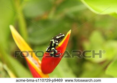 Costa Rica, Close up of Green And Black Poison Dart Frog (Dendrobates Auratus) sitting on red flower petal View Large Photo Image Stock Photo - Costa Rica, Close up of Green And Black Poison Dart Frog (Dendrobates Auratus) sitting on red flower petal. Fotosearch
