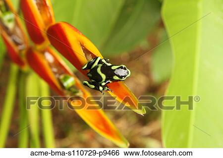 Stock Photograph - Costa Rica, Close up of Green And Black Poison Dart Frog (Dendrobates Auratus) sitting on red flower petal. Fotosearch