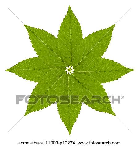 Leaf pattern on white background View Large Photo Image Picture - Leaf pattern on white background. Fotosearch