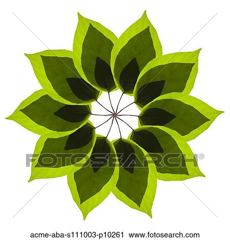 Stock Image - Leaf pattern on white background. Fotosearch