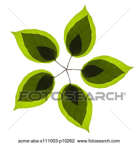 Leaf pattern on white background View Large Photo Image Stock Image - Leaf pattern on white background. Fotosearch
