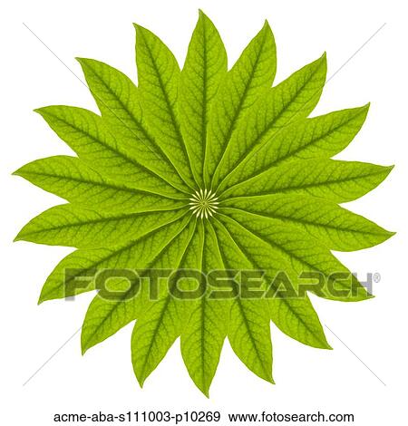 Leaf pattern on white background View Large Photo Image Stock Photo - Leaf pattern on white background. Fotosearch