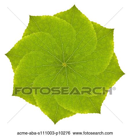 Leaf pattern on white background View Large Photo Image Stock Photograph - Leaf pattern on white background. Fotosearch