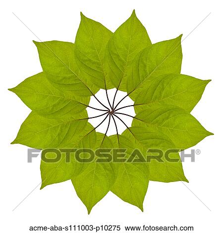 Leaf pattern on white background View Large Photo Image Stock Photography - Leaf pattern on white background. Fotosearch