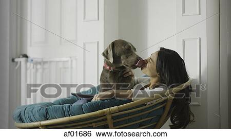 Low angle view of pet dog licking woman using digital tablet and sitting in chair View Large Photo Image Stock Photograph - Low angle view of pet dog licking woman using digital tablet and sitting in chair. Fotosearch
