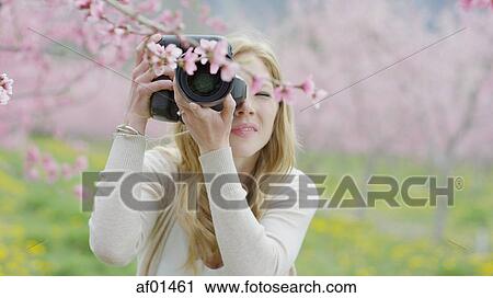Low angle view of photographer taking picture of flowering tree branch in park View Large Photo Image Stock Image - Low angle view of photographer taking picture of flowering tree branch in park. Fotosearch
