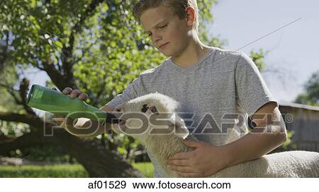 Stock Photo - Low angle view of serious boy feeding lamb from bottle in farm yard. Fotosearch