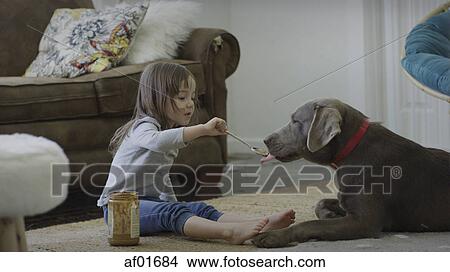 Naughty girl feeding pet dog peanut butter with spoon on living room floor View Large Photo Image Picture - Naughty girl feeding pet dog peanut butter with spoon on living room floor. Fotosearch