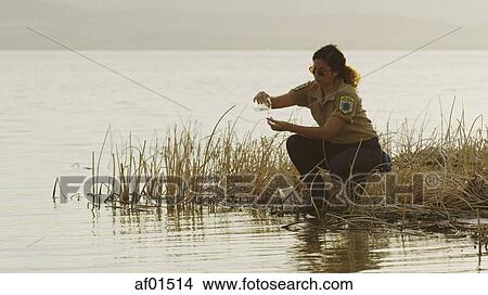 Profile of scientist examining water sample in reeds at remote grassy lake shore View Large Photo Image Picture - Profile of scientist examining water sample in reeds at remote grassy lake shore. Fotosearch