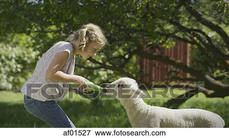 Profile view of smiling girl feeding lamb from bottle in farm yard View Large Photo Image Stock Photo - Profile view of smiling girl feeding lamb from bottle in farm yard. Fotosearch