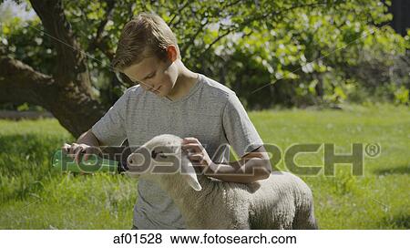 Smiling boy feeding lamb from bottle in farm yard View Large Photo Image Stock Photo - Smiling boy feeding lamb from bottle in farm yard. Fotosearch