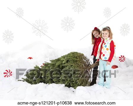 Two girls (4-5, 6-7) pulling christmas tree View Large Photo Image Stock Photo - Two girls (4-5, 6-7) pulling christmas tree. Fotosearch