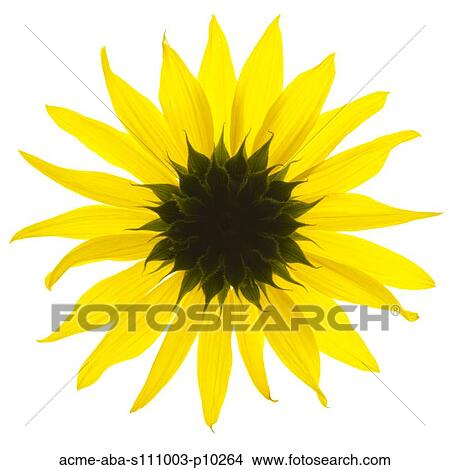 Picture - Yellow flower on white background. Fotosearch
