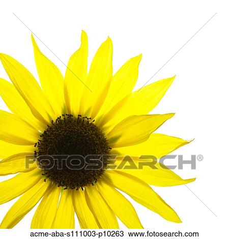 Yellow flower on white background View Large Photo Image Stock Image - Yellow flower on white background. Fotosearch