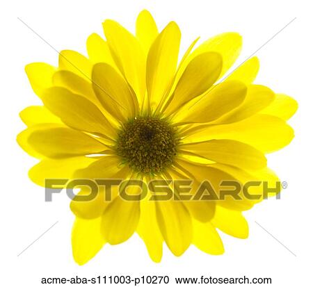 Yellow flower on white background View Large Photo Image Stock Image - Yellow flower on white background. Fotosearch