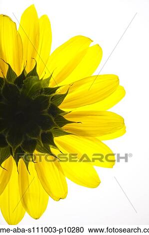 Yellow flower on white background View Large Photo Image Stock Image - Yellow flower on white background. Fotosearch