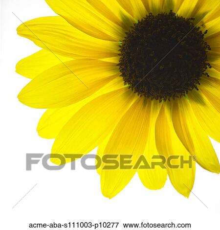 Yellow flower on white background View Large Photo Image Stock Photo - Yellow flower on white background. Fotosearch