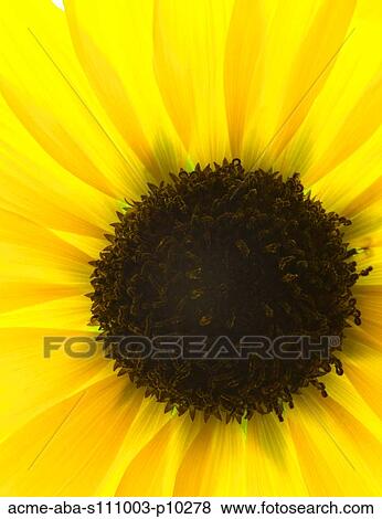 Yellow flower on white background View Large Photo Image Stock Photo - Yellow flower on white background. Fotosearch