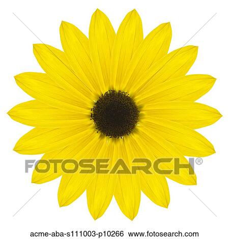 Stock Photograph - Yellow flower on white background. Fotosearch