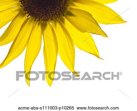 Yellow flower on white background View Large Photo Image Stock Photography - Yellow flower on white background. Fotosearch