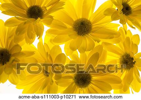 Yellow flowers on white background View Large Photo Image Stock Image - Yellow flowers on white background. Fotosearch