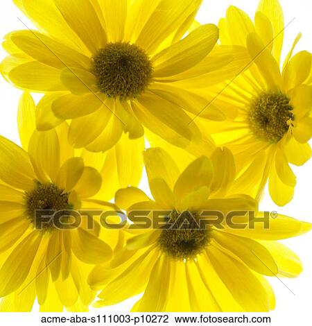 Yellow flowers on white background View Large Photo Image Stock Image - Yellow flowers on white background. Fotosearch