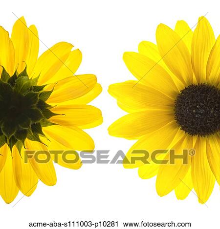 Yellow flowers on white background View Large Photo Image Stock Image - Yellow flowers on white background. Fotosearch