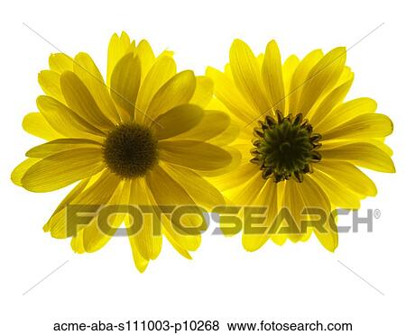 Stock Photo - Yellow flowers on white background. Fotosearch