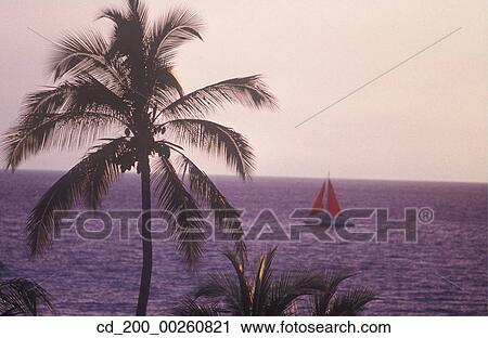Stock Image - Beach, Summer, Still Life, Sport, Sailing, Sail boat, Palm Tree. Fotosearch