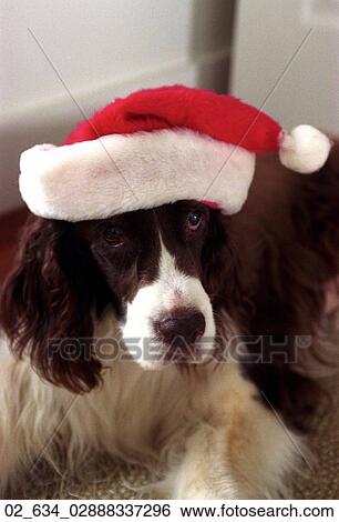 Christmas, Dog, Holiday, Santa, Hat, Pet View Large Photo Image Stock Photograph - Christmas, Dog, Holiday, Santa, Hat, Pet. Fotosearch