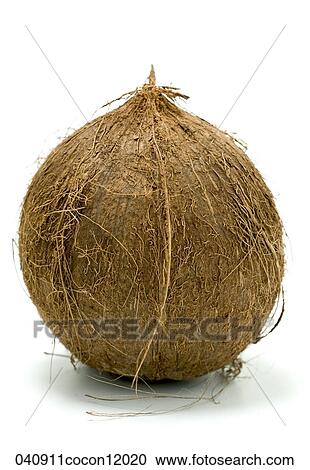 Coconut, Still Life, Food View Large Photo Image Stock Image - Coconut, Still Life, Food. Fotosearch