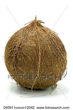 Coconut, Still Life, Food View Large Photo Image Stock Image - Coconut, Still Life, Food. Fotosearch