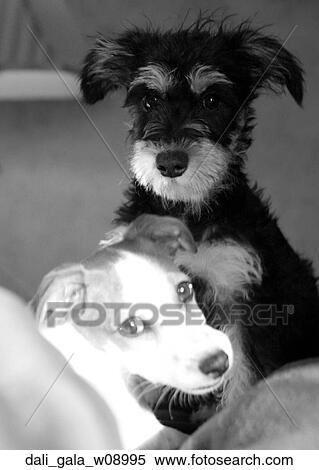 Stock Photography - Dog, Puppy, Pet, At Home, Indoors, Inside. Fotosearch