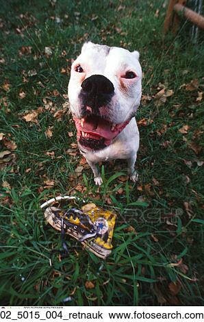 bull terrier aggressive