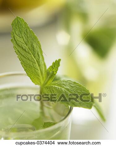 Drink, Green, Herb, Ice, Mint, Water View Large Photo Image Picture - Drink, Green, Herb, Ice, Mint, Water. Fotosearch