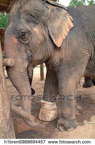 Stock Photo - Elephants, Welfare, Feet, Pachyderm, Pachyderms, Conservation, Animal. Fotosearch