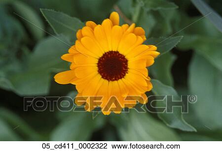 Flower, Yello, Portrait, Spring, Bloom, Leaves View Large Photo Image Stock Image - Flower, Yello, Portrait, Spring, Bloom, Leaves. Fotosearch