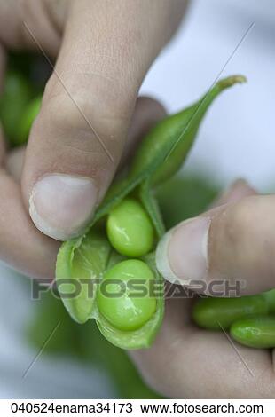 Stock Image - Food, Healthy, Still Life, Beans, Green, Close Up, Vegetable. Fotosearch