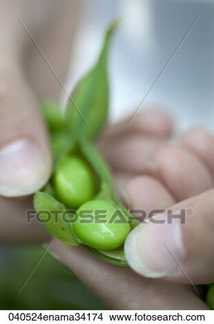 Picture - Food, Healthy, Still Life, Green, Beans, Vegetable, Close-Up. Fotosearch