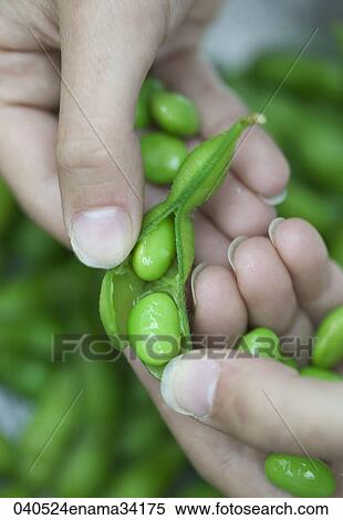 Food, Healthy, Still Life, Green, Beans, Vegetable View Large Photo Image Stock Photography - Food, Healthy, Still Life, Green, Beans, Vegetable. Fotosearch