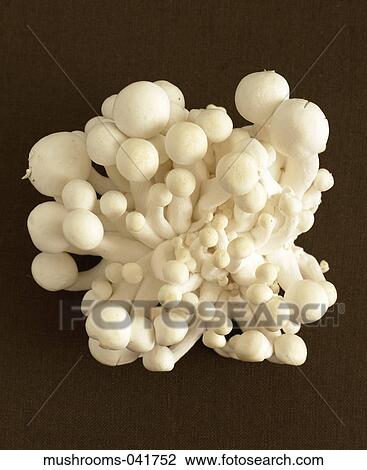 Food, Mushroom, Bunch, Fresh, Fungus, Vegetable, White View Large Photo Image Stock Image - Food, Mushroom, Bunch, Fresh, Fungus, Vegetable, White. Fotosearch