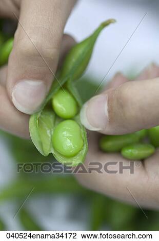 Food, Still Life, Healthy, Vegetable, Green, Beans View Large Photo Image Stock Image - Food, Still Life, Healthy, Vegetable, Green, Beans. Fotosearch