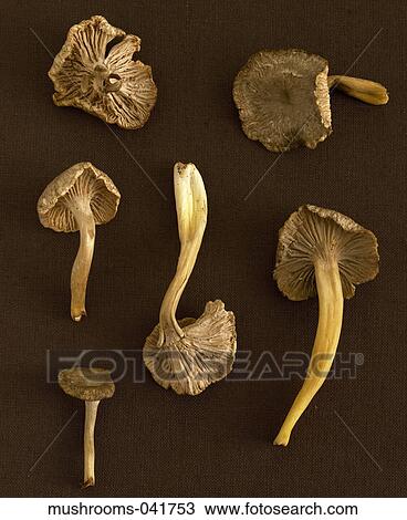 Mushroom, Fungus, Fresh, Food, Brown, Black View Large Photo Image Stock Image - Mushroom, Fungus, Fresh, Food, Brown, Black. Fotosearch