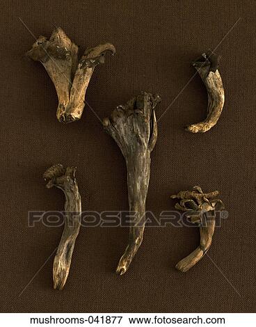 Mushroom, Fungus, Fresh, Food, Brown, Black View Large Photo Image Stock Photo - Mushroom, Fungus, Fresh, Food, Brown, Black. Fotosearch